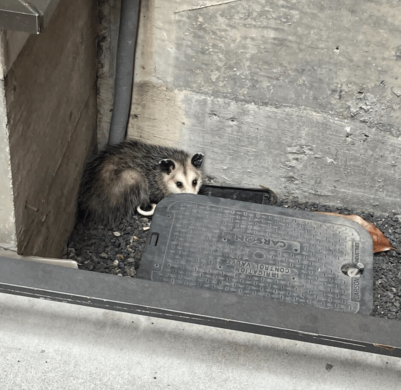 해충 방제 SaaS를 만들려고 직접 기술자로 취업한 개발자 이야기